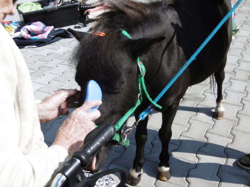 Koník Emil opět u nás (2) Koník Emil opět u nás (2)