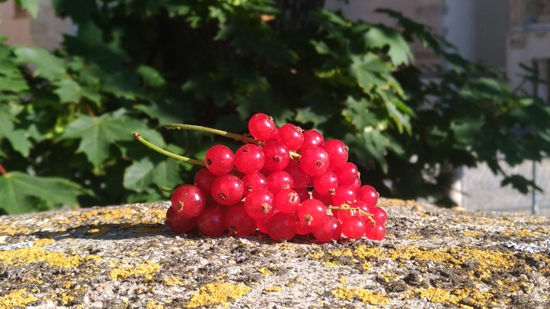 Rybíz v CDS 1 Rybíz v CDS