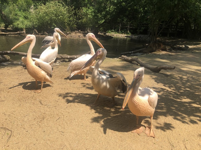 ZOO Jihlava - obrázek 6